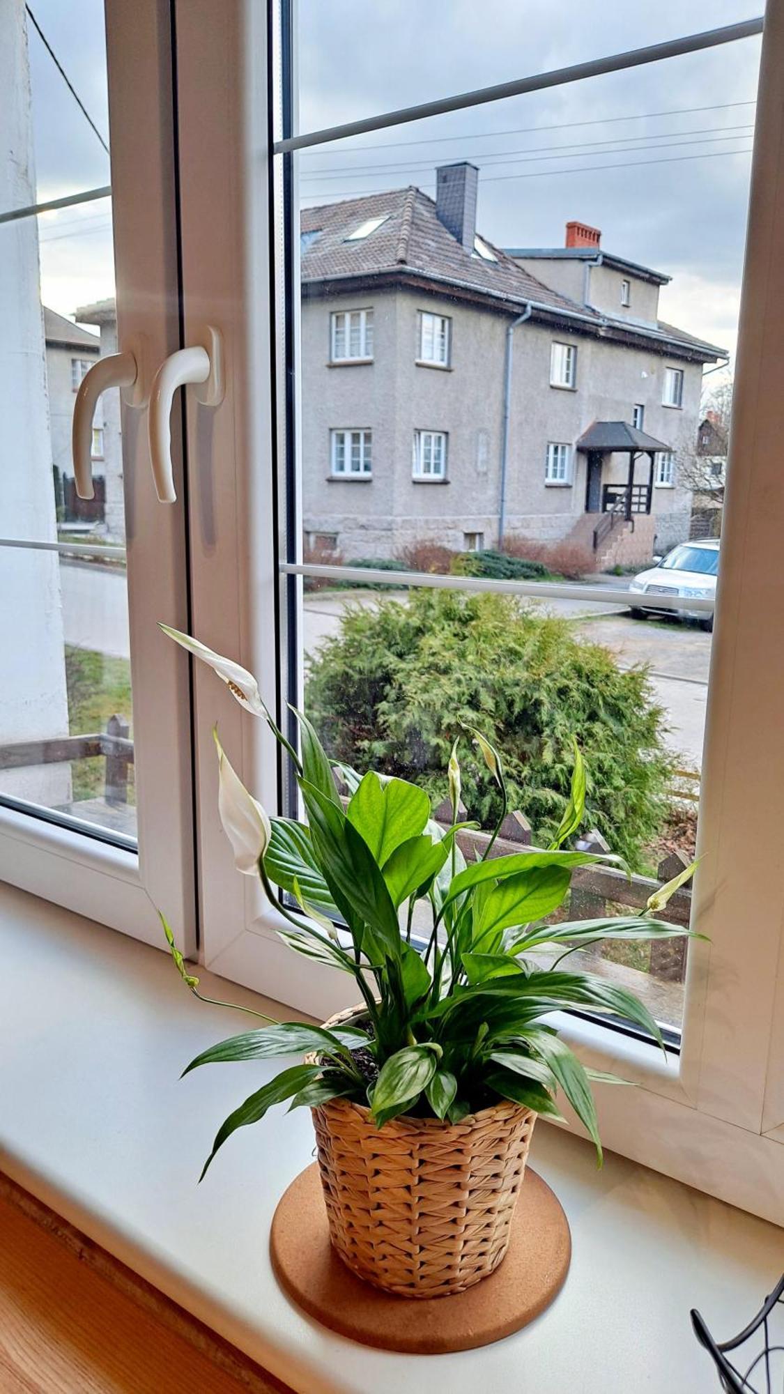 Apartament Dzika Roza Kowary Exterior foto